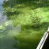 Blue-green floating algae on Elm Creek (taken 8/22/2011)